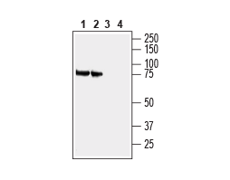Anti-SLC3A1 (extracellular) Antibody
