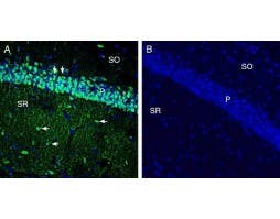 Anti-xCT/SLC7A11 (extracellular) Antibody