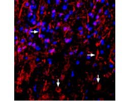 Anti-NRG1 (Neuregulin-1) (extracellular) Antibody