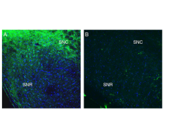 Anti-SLC41A2 (extracellular) Antibody