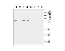 Anti-LETM1 Antibody