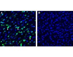 Anti-SLC38A9 Antibody