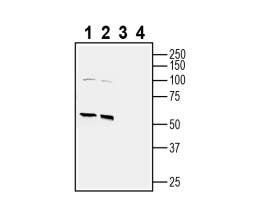 Anti-CAT-1 (SLC7A1) (extracellular) Antibody - Carrier Free