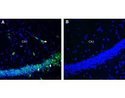 Anti-SLC3A2 (CD98) (extracellular) Antibody