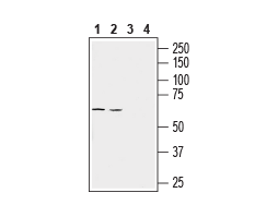 Anti-LAT3/SLC43A1 (extracellular) Antibody