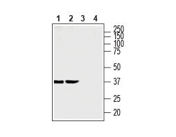 Anti-SLC35G1 (extracellular) Antibody