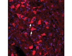 Anti-GFR alpha 4 (extracellular) Antibody