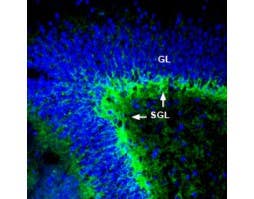 Anti-ASCT1 (SLC1A4) Antibody