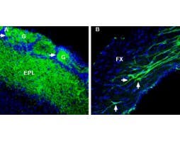 Anti-RIC3 Antibody