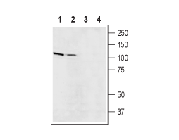 Anti-Na<sup>+</sup>/H<sup>+</sup> Exchanger 5 (NHE-5) Antibody