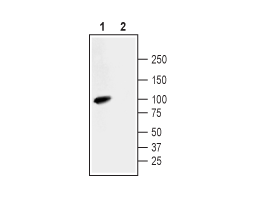 Anti-Na<sup>+</sup>/H<sup>+</sup> Exchanger 3 (NHE-3) Antibody