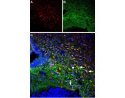 Anti-Orexin Receptor 1-ATTO Fluor-488 Antibody