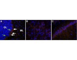 Anti-Orexin Receptor 2 Antibody