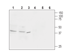Anti-Nociceptin Receptor (OPRL1) Antibody