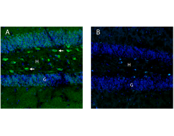 Anti-OXGR1/GPR99 (extracellular) Antibody