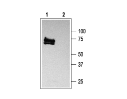 Anti-K<sub>V</sub>1.3 (KCNA3) Antibody
