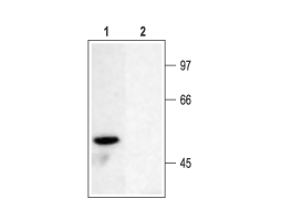 Anti-K<sub>V</sub>1.6 (KCNA6) Antibody