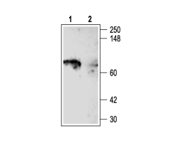 Anti-K<sub>V</sub>1.5 (KCNA5) Antibody