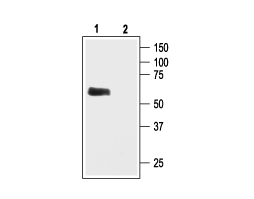 Anti-GIRK1 (K<sub>ir</sub>3.1) Antibody