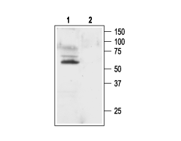 Anti-K<sub>V</sub>1.1 (KCNA1) Antibody