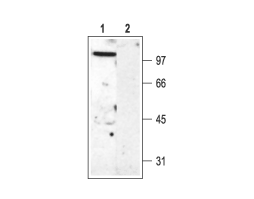 Anti-K<sub>V</sub>3.2 (KCNC2) Antibody