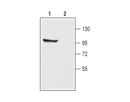 Anti-K<sub>V</sub>3.1b (KCNC1) Antibody