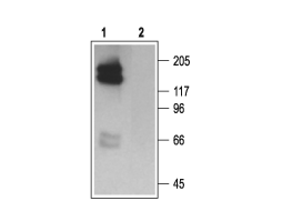 Anti-KCNH2 (erg1) Antibody