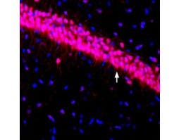 Anti-K<sub>V</sub>4.3 Antibody