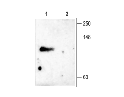 Anti-KCNC4 (K<sub>V</sub>3.4) Antibody