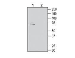 Anti-KCNC4 (K<sub>V</sub>3.4) Antibody