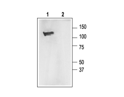 Anti-KCNMA1 (K<sub>Ca</sub>1.1) (1097-1196) Antibody