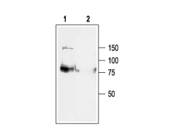 Anti-KCNQ1 Antibody