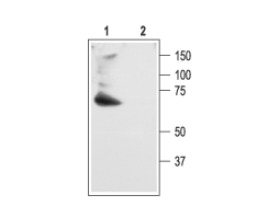 Anti-K<sub>V</sub>4.2 Antibody
