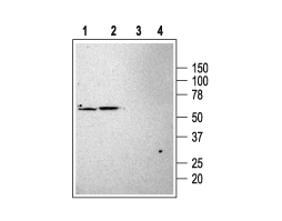 Anti-KCNK3 (TASK-1) Antibody