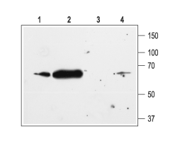 Anti-K<sub>ir</sub>2.1/KCNJ2 Antibody