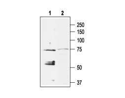 Anti-KCNJ5 (K<sub>ir</sub>3.4) Antibody
