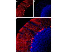 Anti-HCN2-ATTO Fluor-594 Antibody