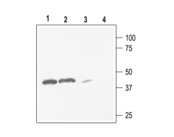 Anti-K<sub>ir</sub>2.3 (KCNJ4) Antibody