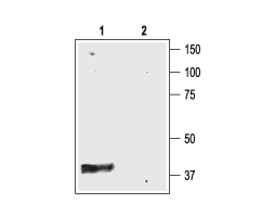 Anti-K<sub>ir</sub>4.1 (KCNJ10) Antibody