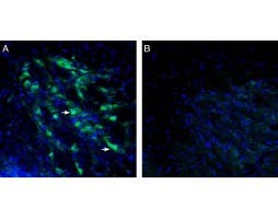Anti-GIRK3 (K<sub>ir</sub>3.3) Antibody