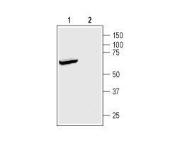 Anti-KCNK2 (TREK-1) Antibody