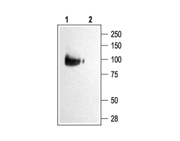 Anti-KCNQ2 Antibody