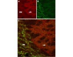 Anti-HCN4 Antibody