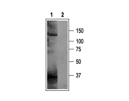Anti-KCNH5 (EAG-2) Antibody