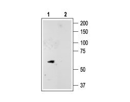 Anti-KCNK10 (TREK-2) Antibody