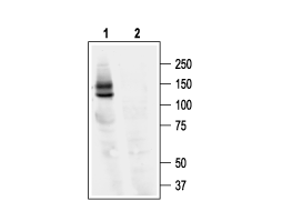 Anti-KCNH2 (HERG) Antibody