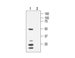 Anti-Mouse K<sub>V</sub>1.7 (KCNA7) Antibody