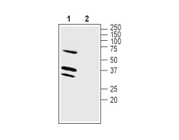 Anti-LRRC26 Antibody