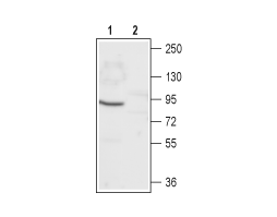 Anti-CNGA1 Antibody