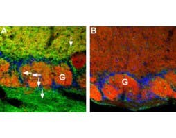 Anti-CNGA4 Antibody